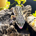 Leopard Gecko (Eublepharis Macularius) LEOG01 FEMALE