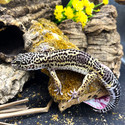 Leopard Gecko (Eublepharis Macularius) LEOG01 FEMALE