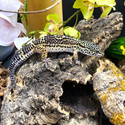 Leopard Gecko (Eublepharis Macularius) LEOG01 FEMALE