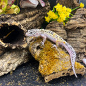 Leopard Gecko (Eublepharis Macularius) LEOG03 MALE