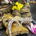 Leopard Gecko (Eublepharis Macularius) LEOG03 MALE