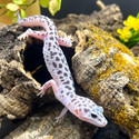 Leopard Gecko (Eublepharis Macularius) LEOG04 MALE