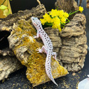 Leopard Gecko (Eublepharis Macularius) LEOG04 MALE