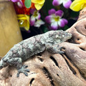 Pine Island Chahoua Gecko (Mniarogekko chahoua)  PICH06 Female