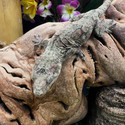 Pine Island Chahoua Gecko (Mniarogekko chahoua)  PICH06 Female