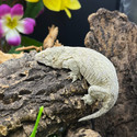 Leachianus Gecko (Rhactodactylus Leachianus)  LG15