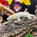 Leachianus Gecko (Rhactodactylus Leachianus)  LG15