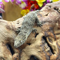 Leachianus Gecko (Rhactodactylus Leachianus)  LG18
