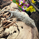 Leachianus Gecko (Rhactodactylus Leachianus)  LG19