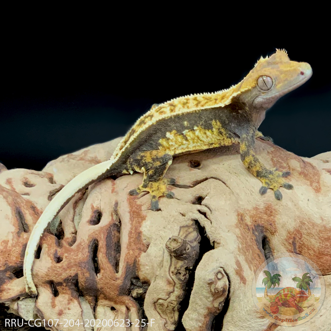 Crested Gecko - 25g - Female