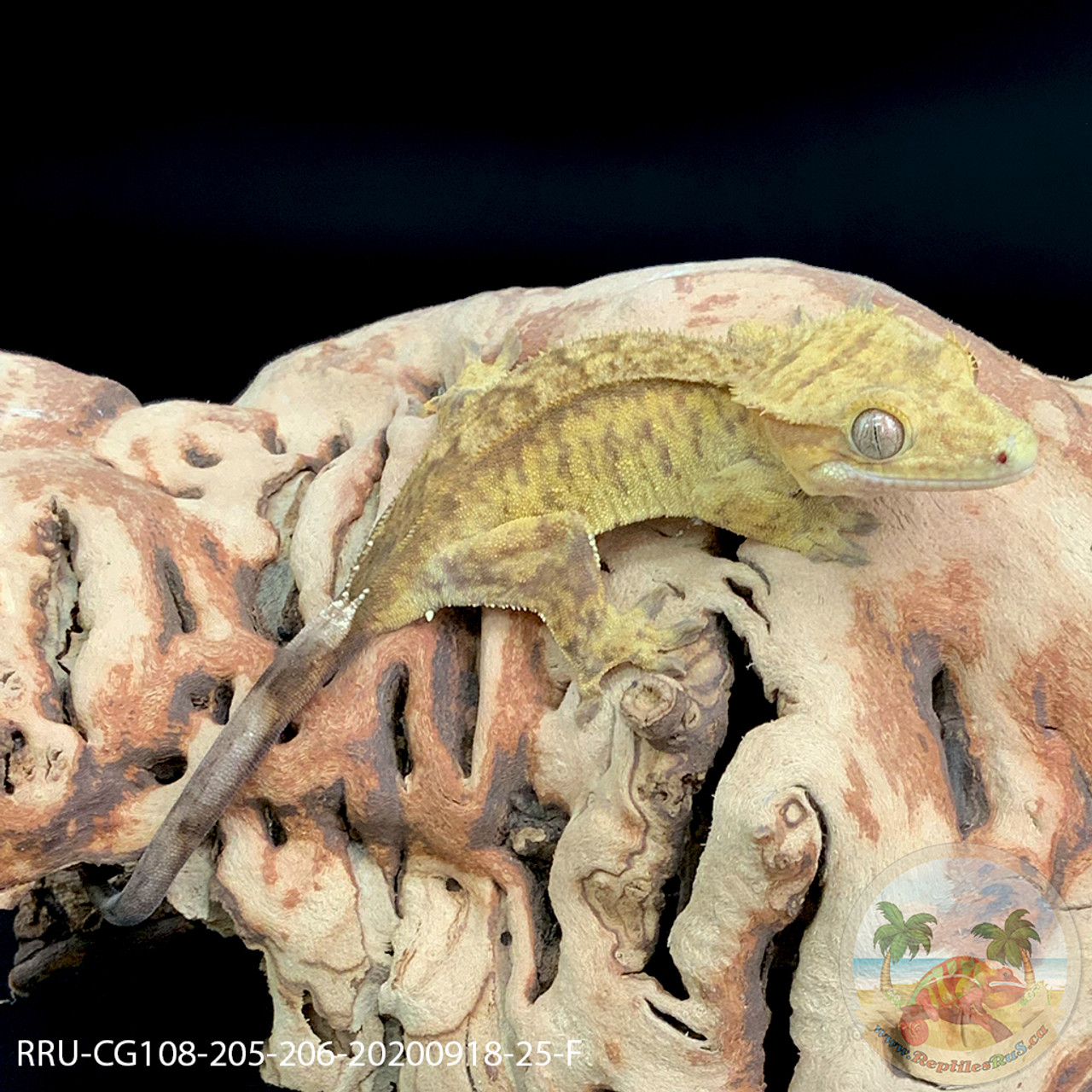 Crested Gecko - 25g - Female