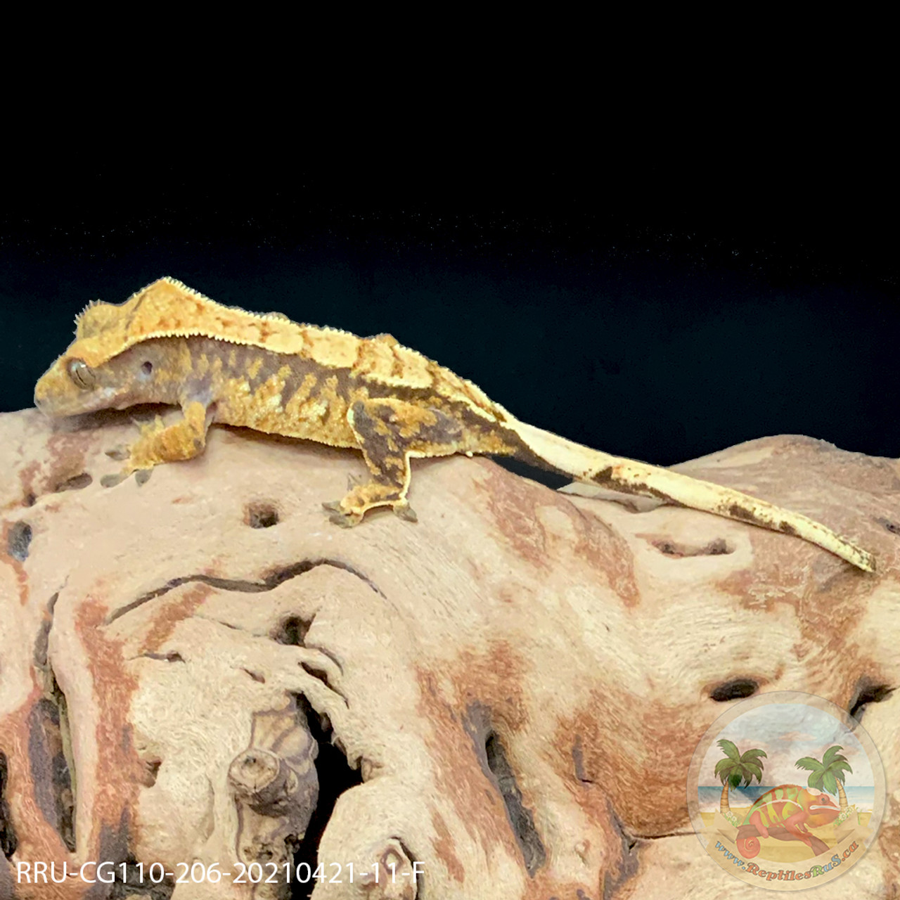 Crested Gecko - 11g - Female