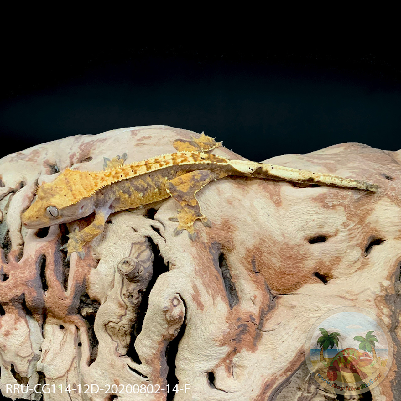Crested Gecko - 14g - M