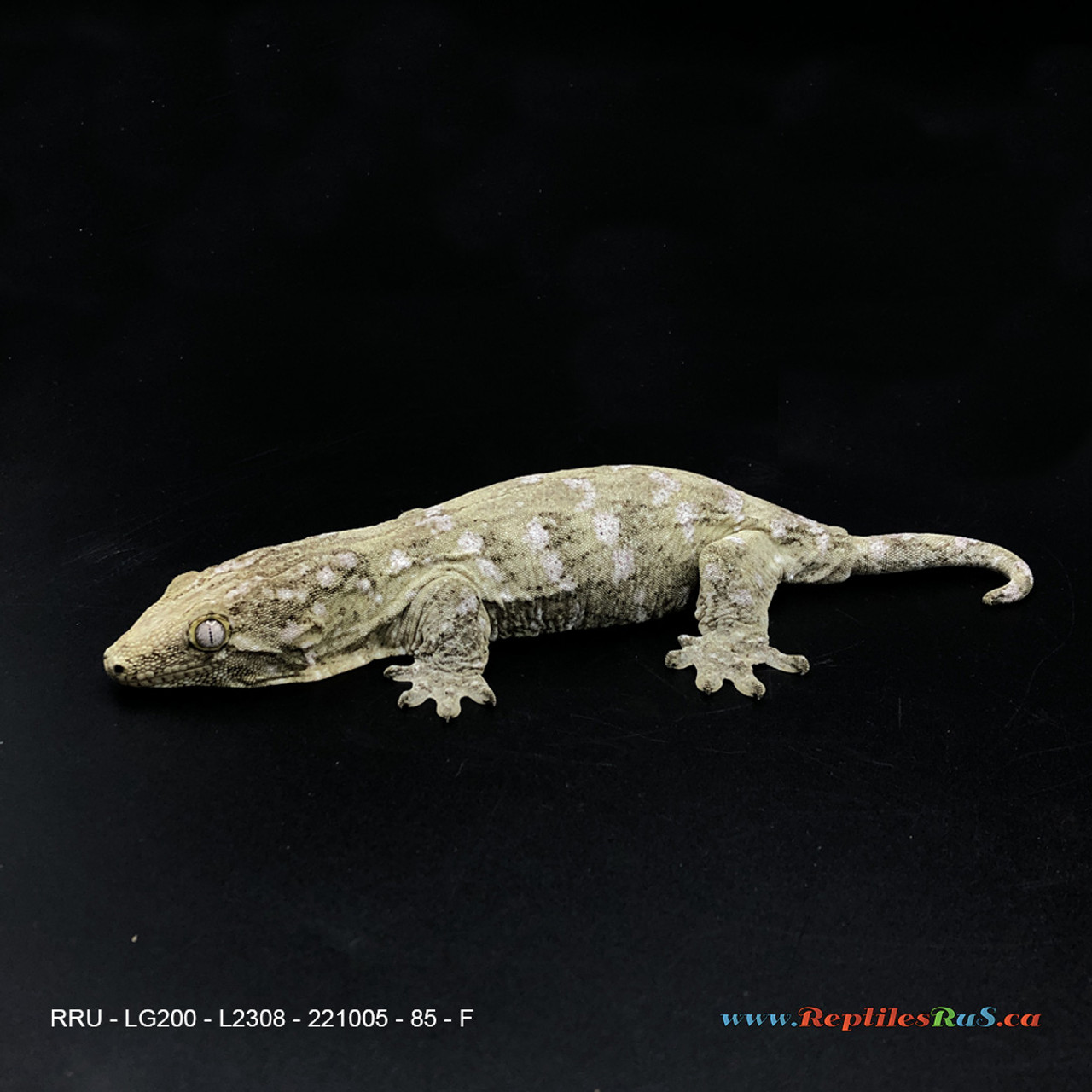 LG200 Leachianus Gecko (85g, Female)