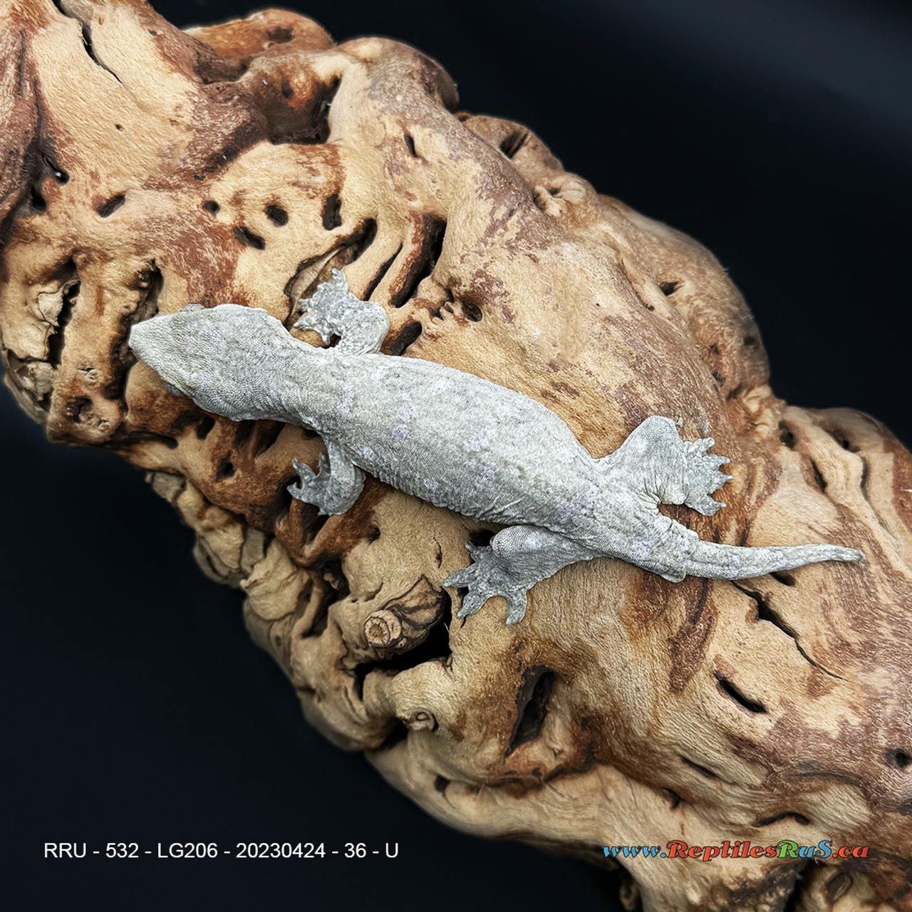 LG206 Leachianus Gecko (36g, Unsexed)