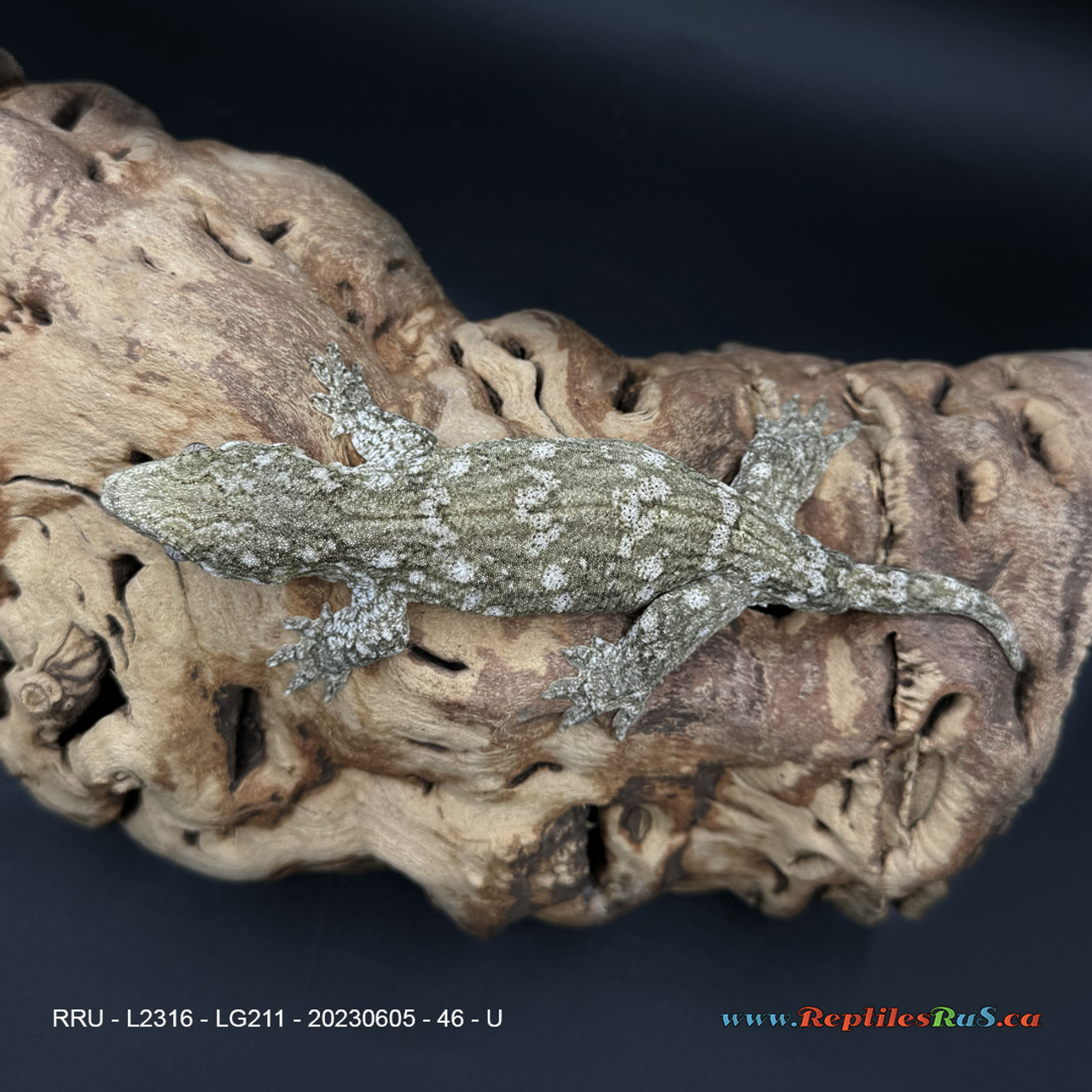 Leachianus Gecko (46g Unsexed) - LG211