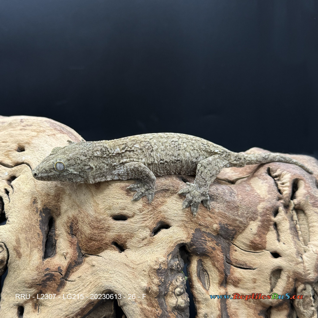 Leachianus Gecko (26g Female) - LG215