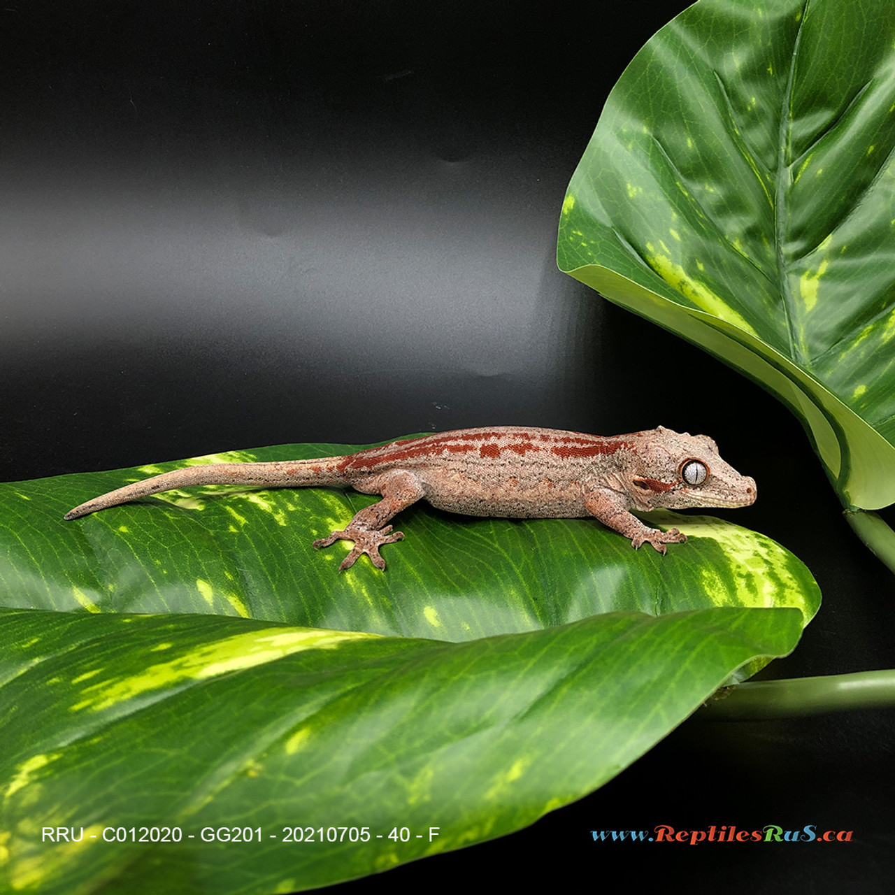 Gargoyle Gecko Red   (40g Female) GG201