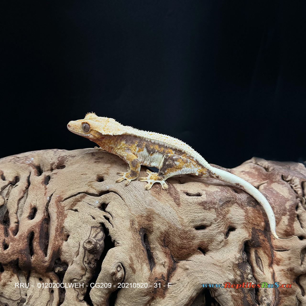 Crested Gecko Lily White (31g Female) CG209