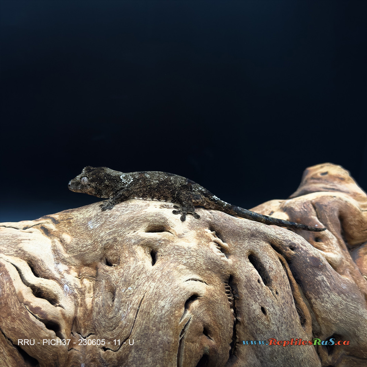 Pine Island Chahoua Gecko (11g Unsexed) PICH37
