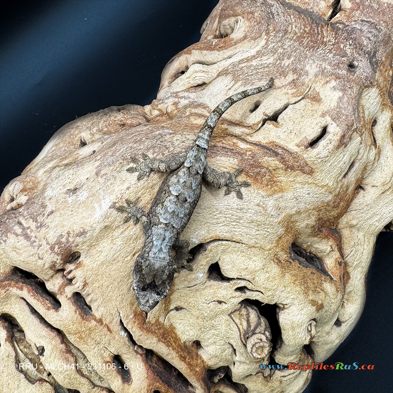 Mainland Chahoua Gecko (6g Unsexed) MLCH41