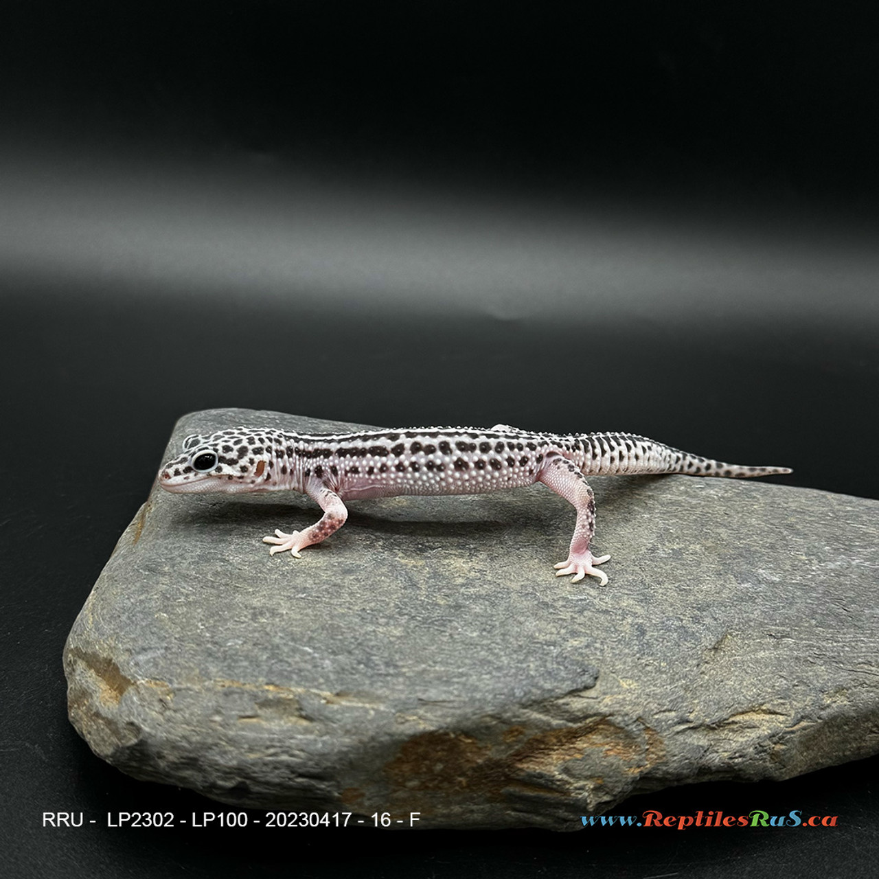 Leopard Gecko (16g pos. Female) LP100