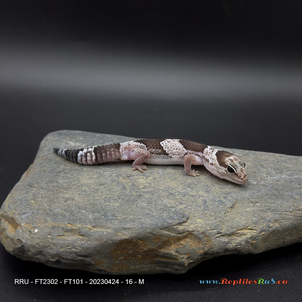 African Fat-Tail Gecko (16g pos. male) FT101