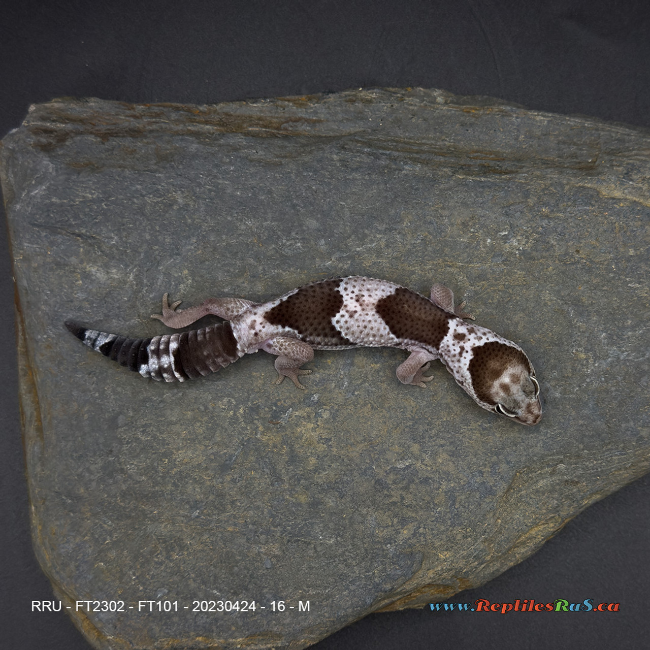 African Fat-Tail Gecko (16g pos. male) FT101