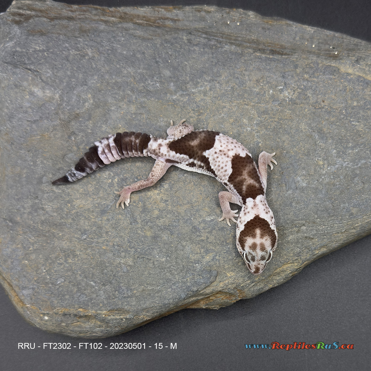 African Fat-Tail Gecko (15g pos. male) FT102
