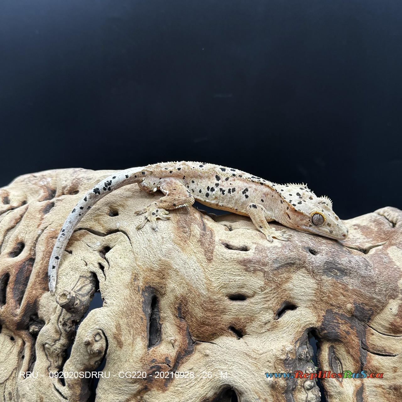 Crested Gecko Dalmation (26g Male) CG220