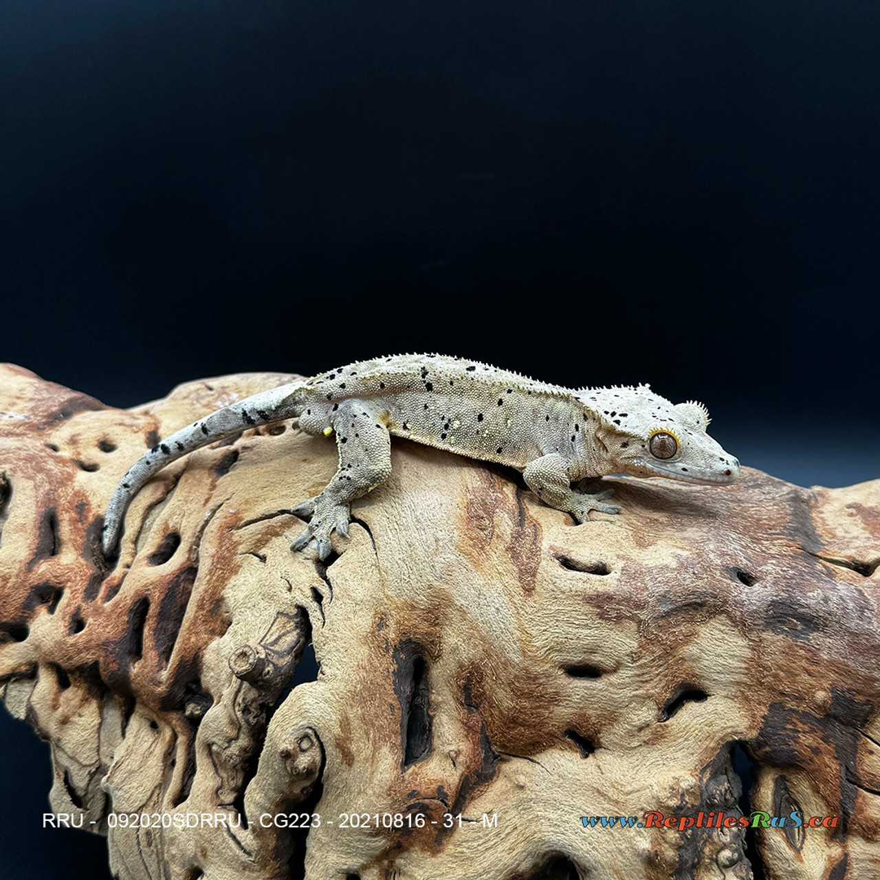 Crested Gecko Dalmatian (31g Male) CG223
