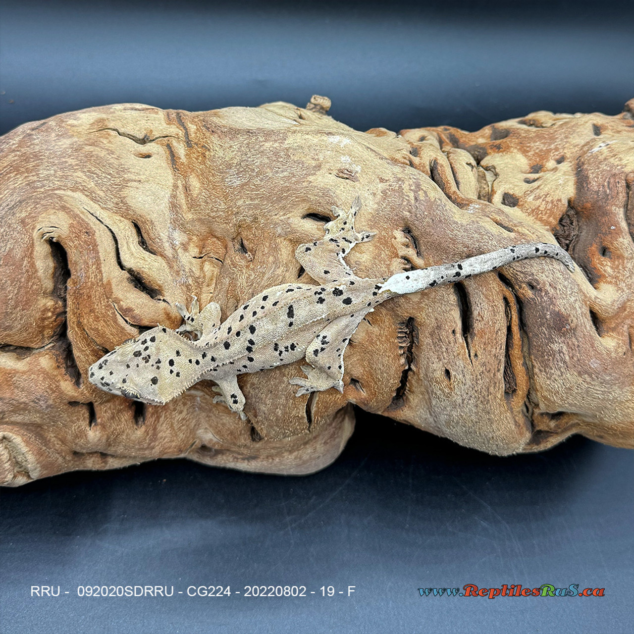 Crested Gecko Dalmatian (19g Female) CG224