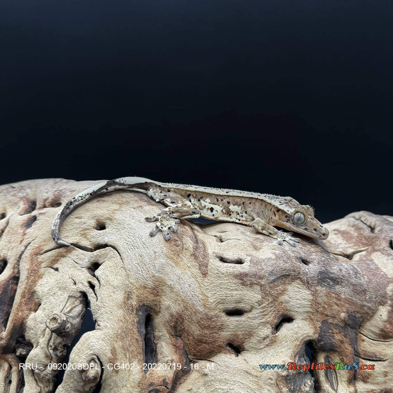 **Crested Gecko Quad Stripe Dalmation (16g Male) CG402