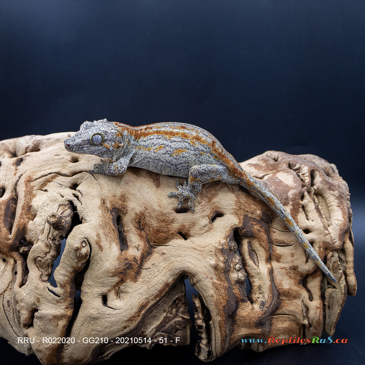 Gargoyle Gecko (51g Female) GG210 Proven Breeder - See Notes