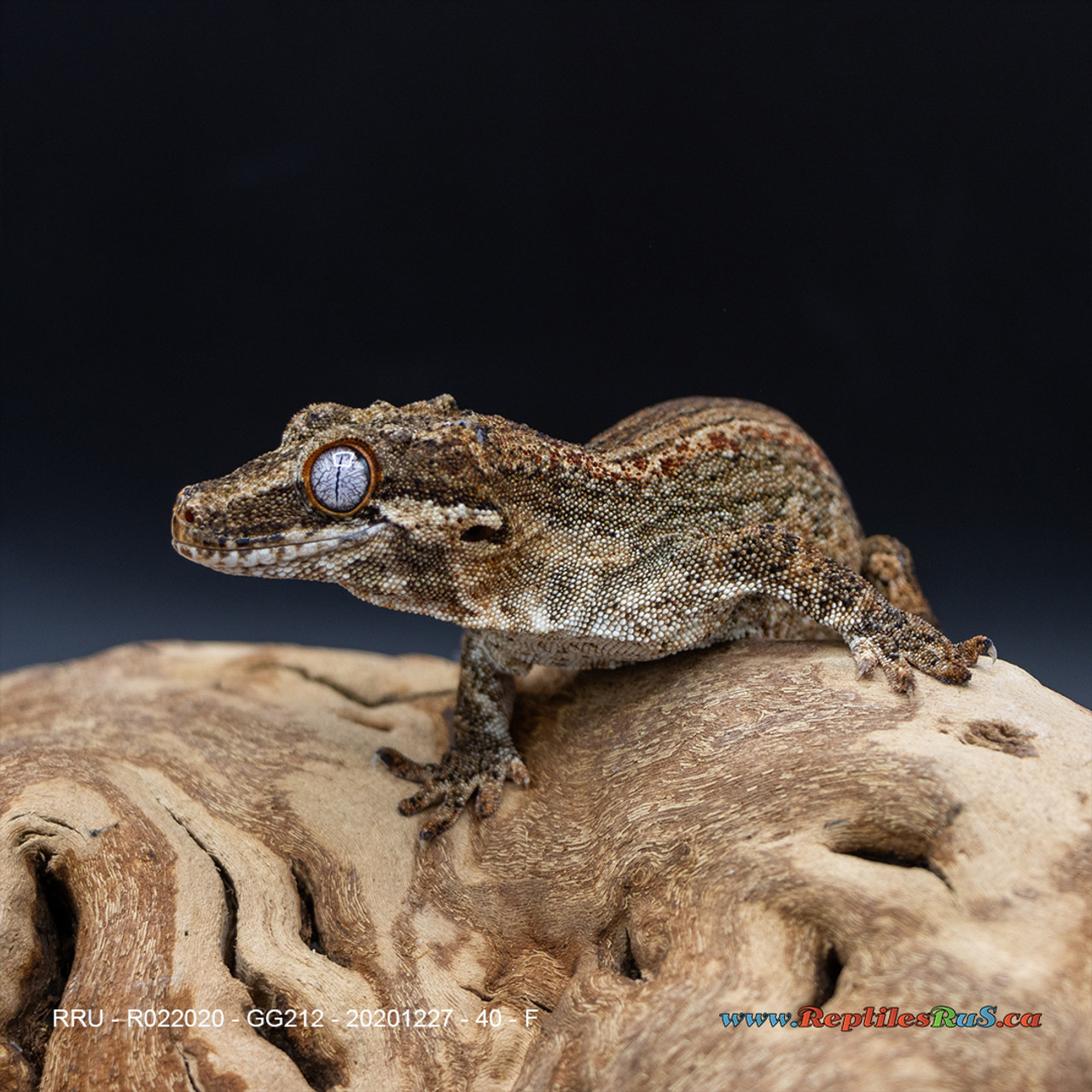Gargoyle Gecko (40g Female) GG212 Proven Breeder - See Notes