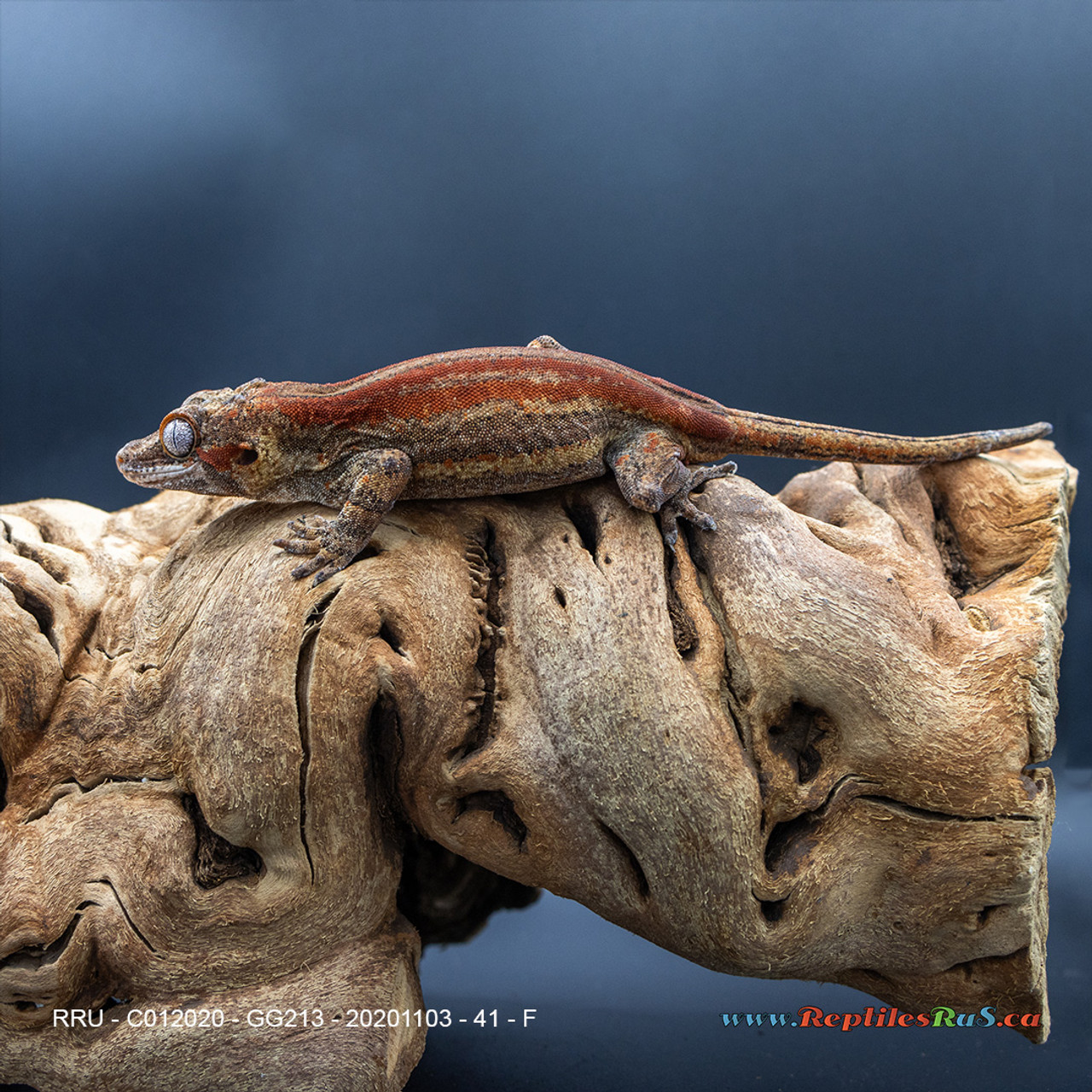Gargoyle Gecko (41g Female) GG213  Proven Breeder - See Notes