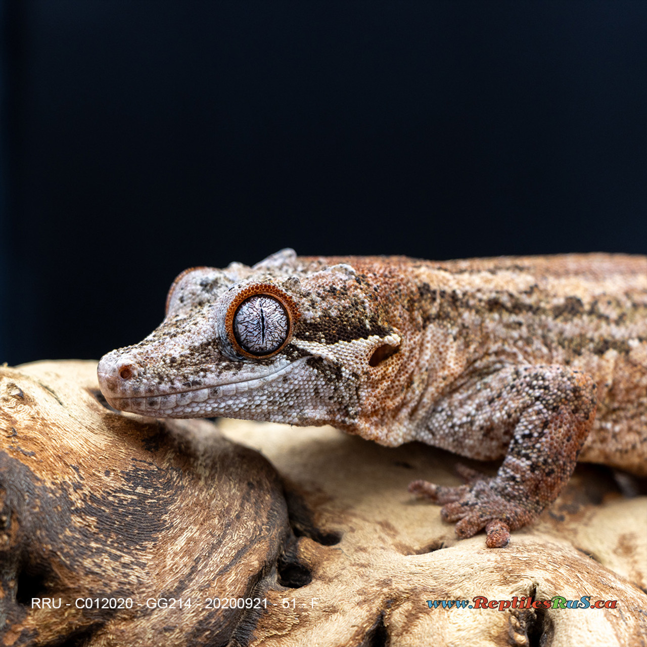 Gargoyle Gecko (51g Female) GG214 Proven Breeder - See Notes