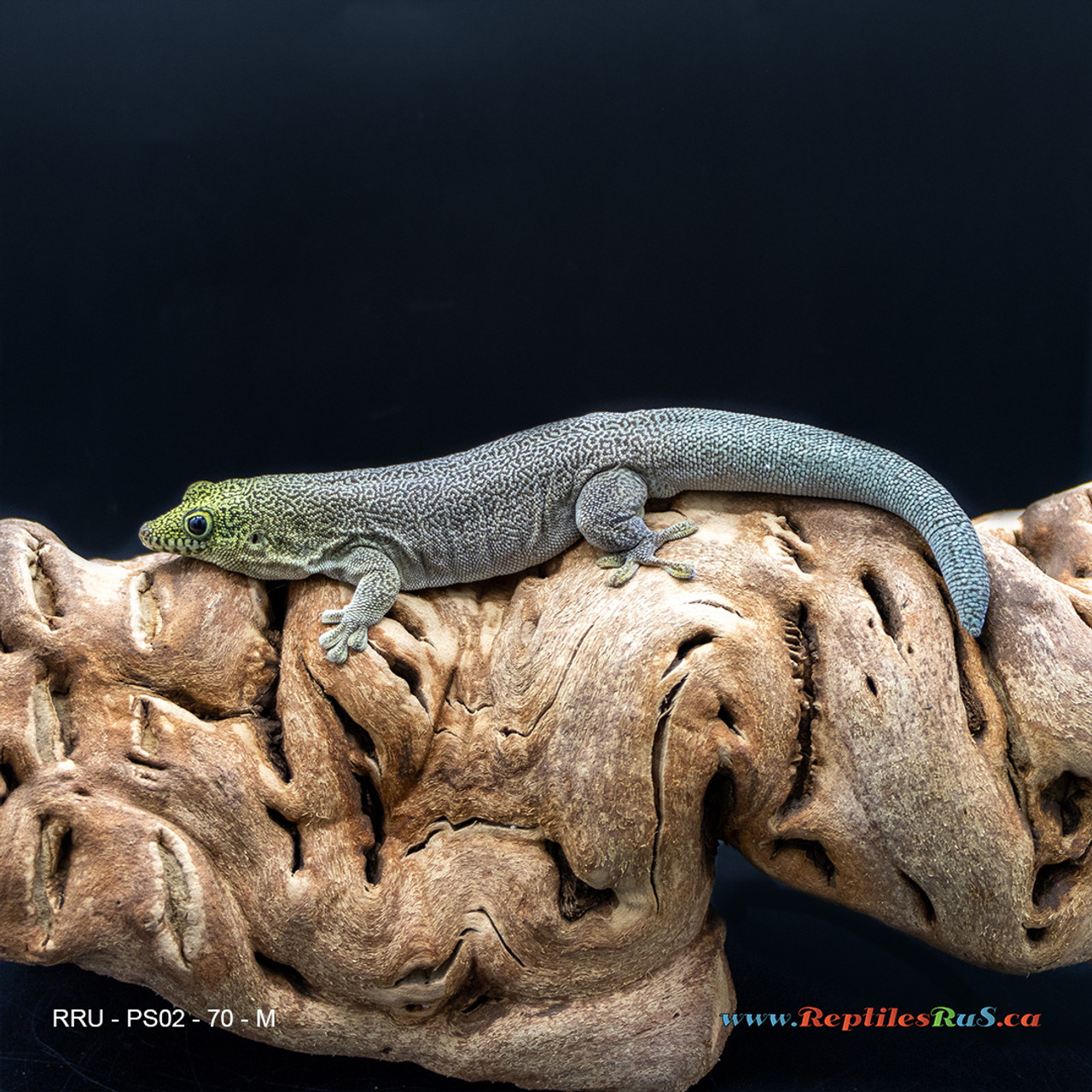 Standing's Day Gecko (70g, Male) - PS02 Proven Breeder - See Notes