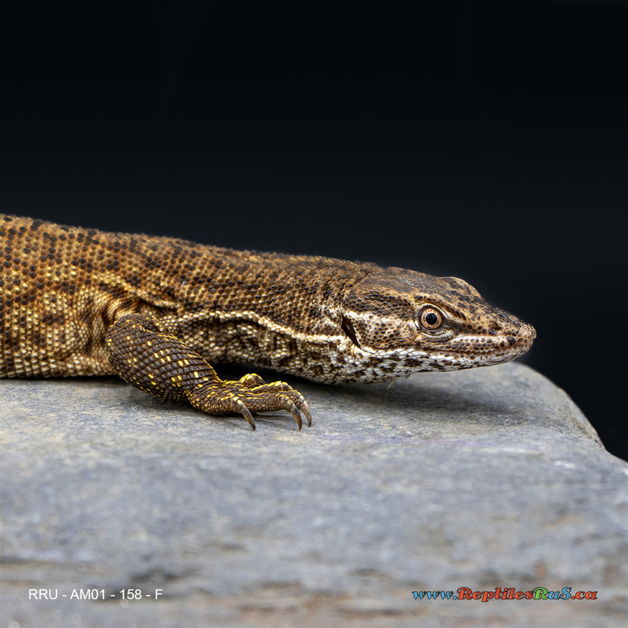 **Red Ackie Monitor (158g, Female) - AM01