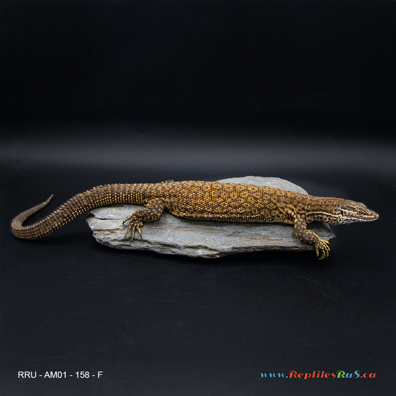 **Red Ackie Monitor (158g, Female) - AM01