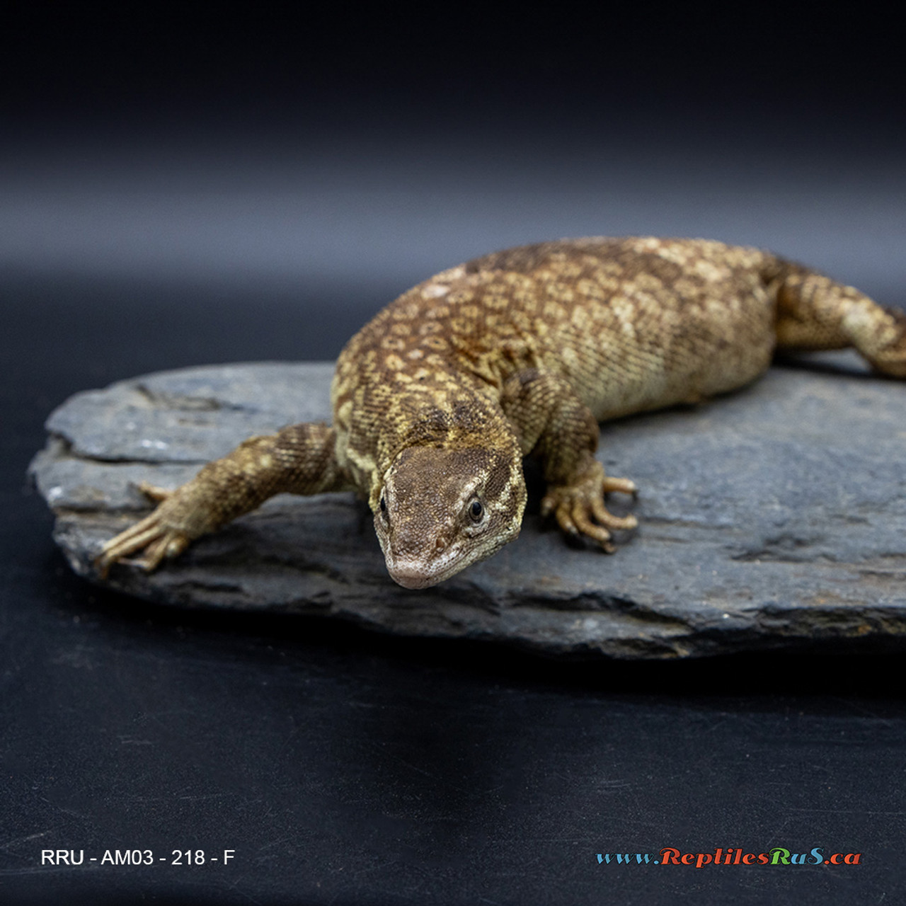 **Yellow Ackie Monitor (218g, Female) - AM03