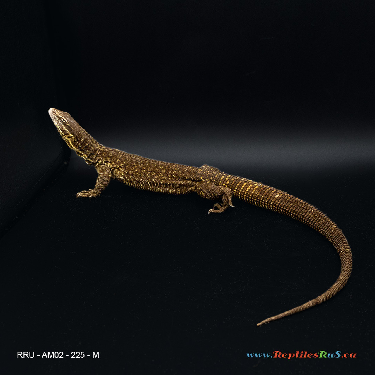 **Yellow Ackie Monitor (225g, Male) - AM02