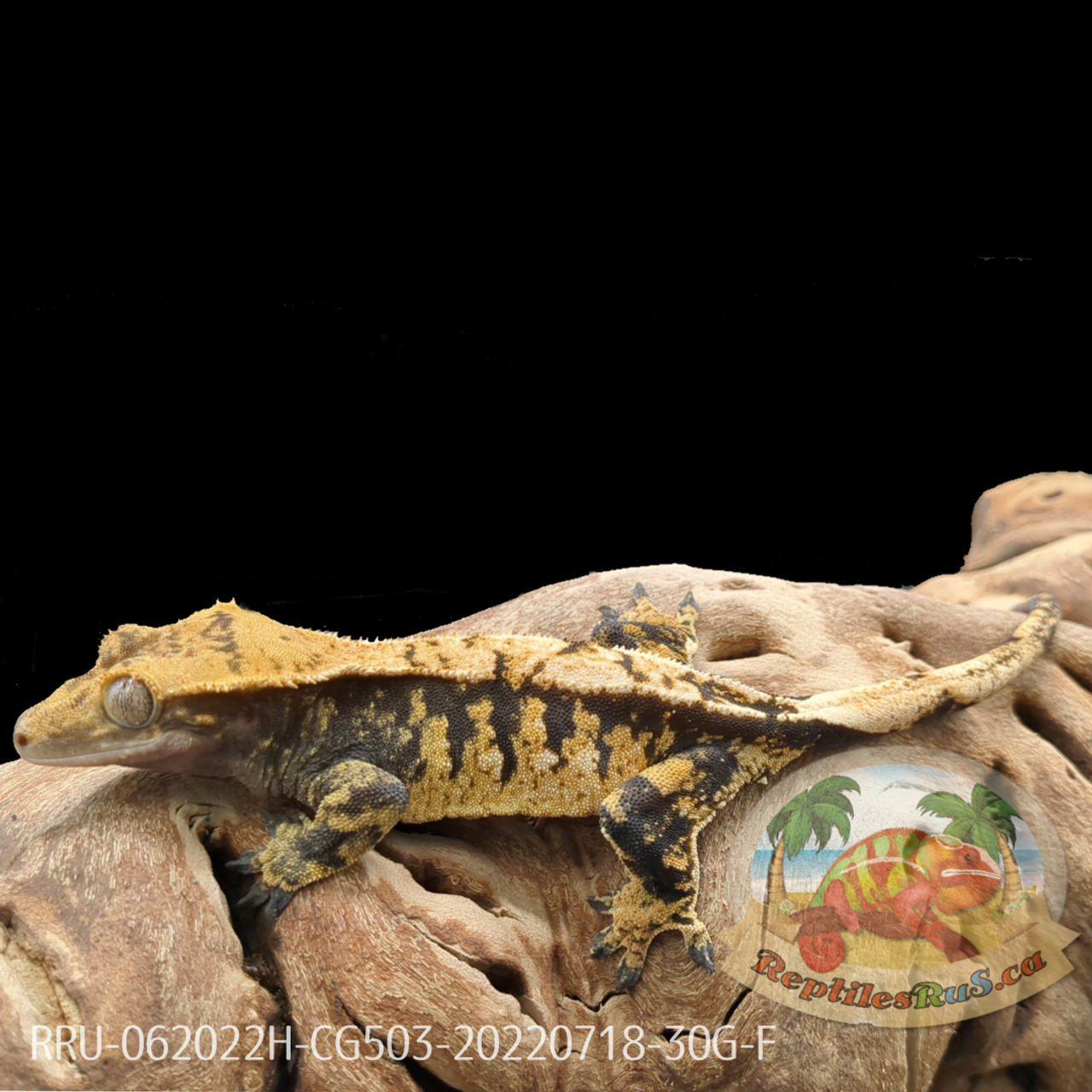 Crested Gecko (30G Female) CG503