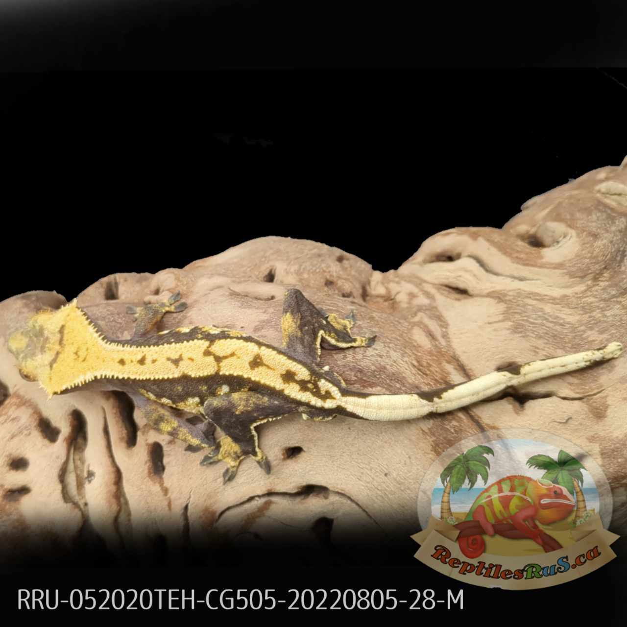 Crested Gecko (28G Male) CG505