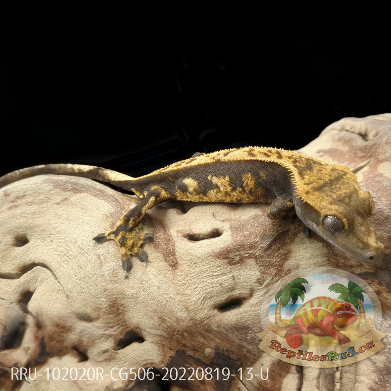 Crested Gecko (13G Unsexed) CG506