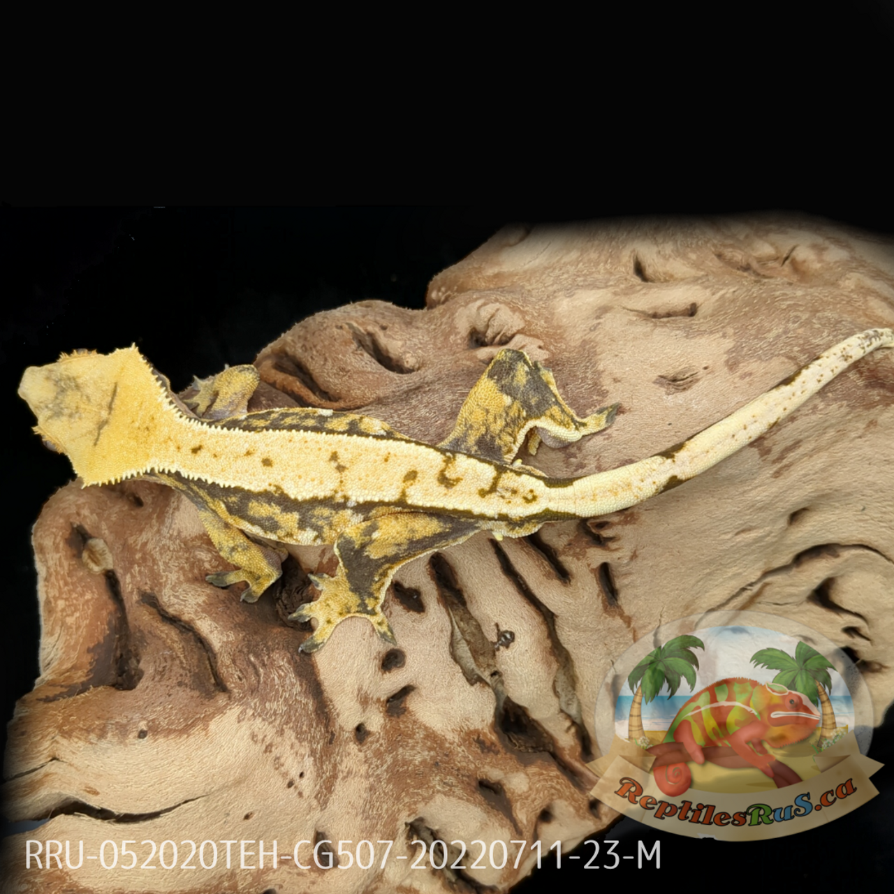 Crested Gecko (23G Male) CG507