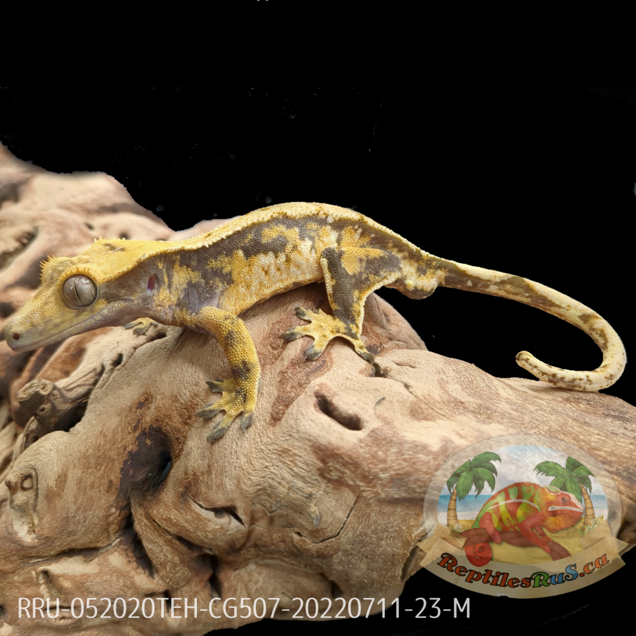 Crested Gecko (23G Male) CG507