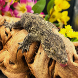 Leachianus Gecko (Rhacodactylus Leachianus)YATE x POIN LG03 (B)Female