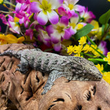 Leachianus Gecko (Rhacodactylus Leachianus) YSAMxSHSXF LG05 Female