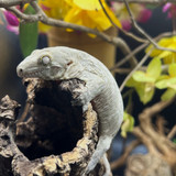 Leachianus Gecko (Rhacodactylus Leachianus)  LG09 Female